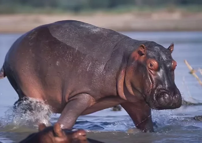Hippopotamus is used to polish diamonds