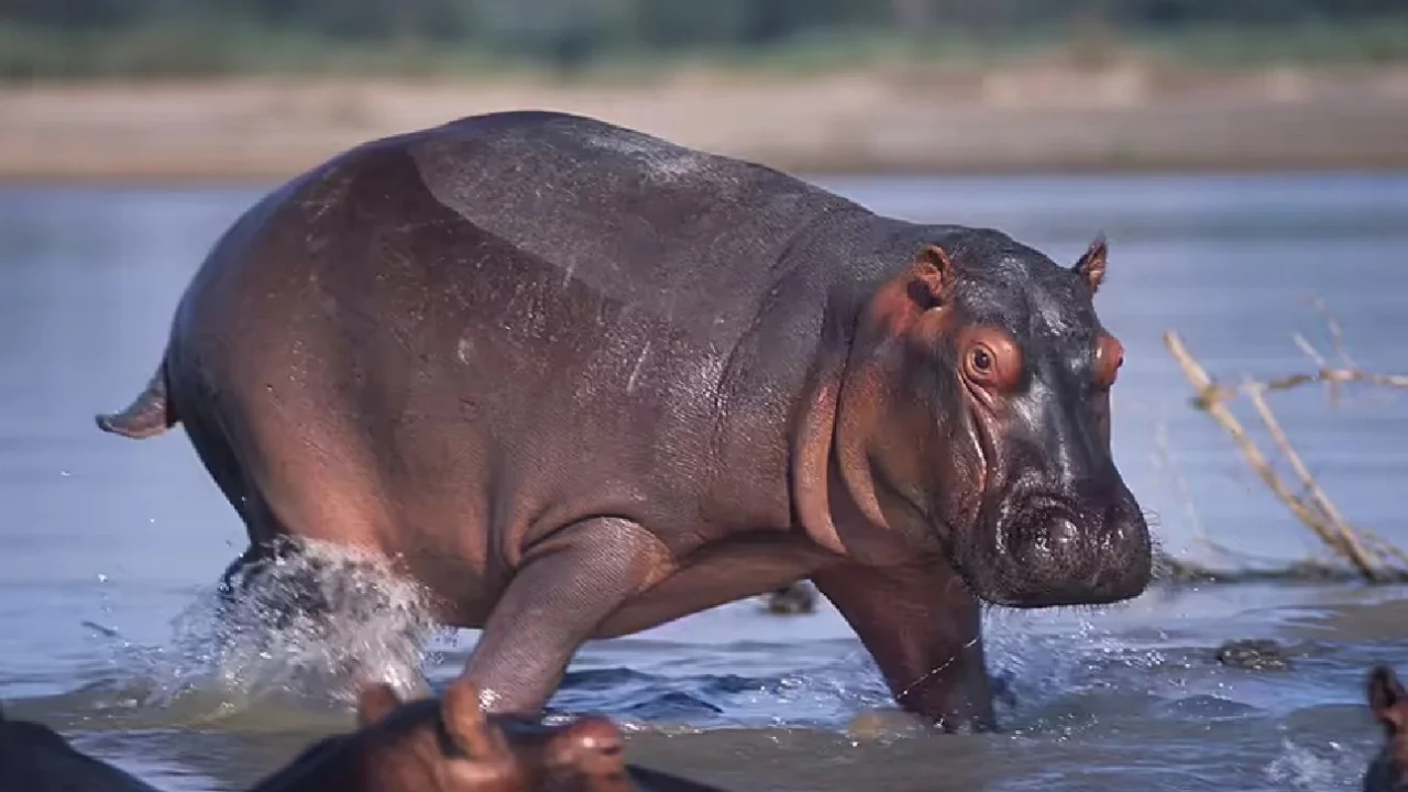 Hippopotamus is used to polish diamonds