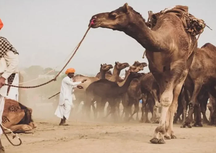 Camel | Sach Bedhadak