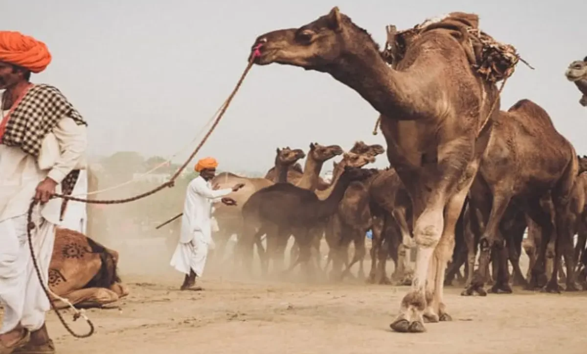 Camel | Sach Bedhadak