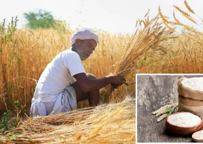Wheat Atta | Sach Bedhadak