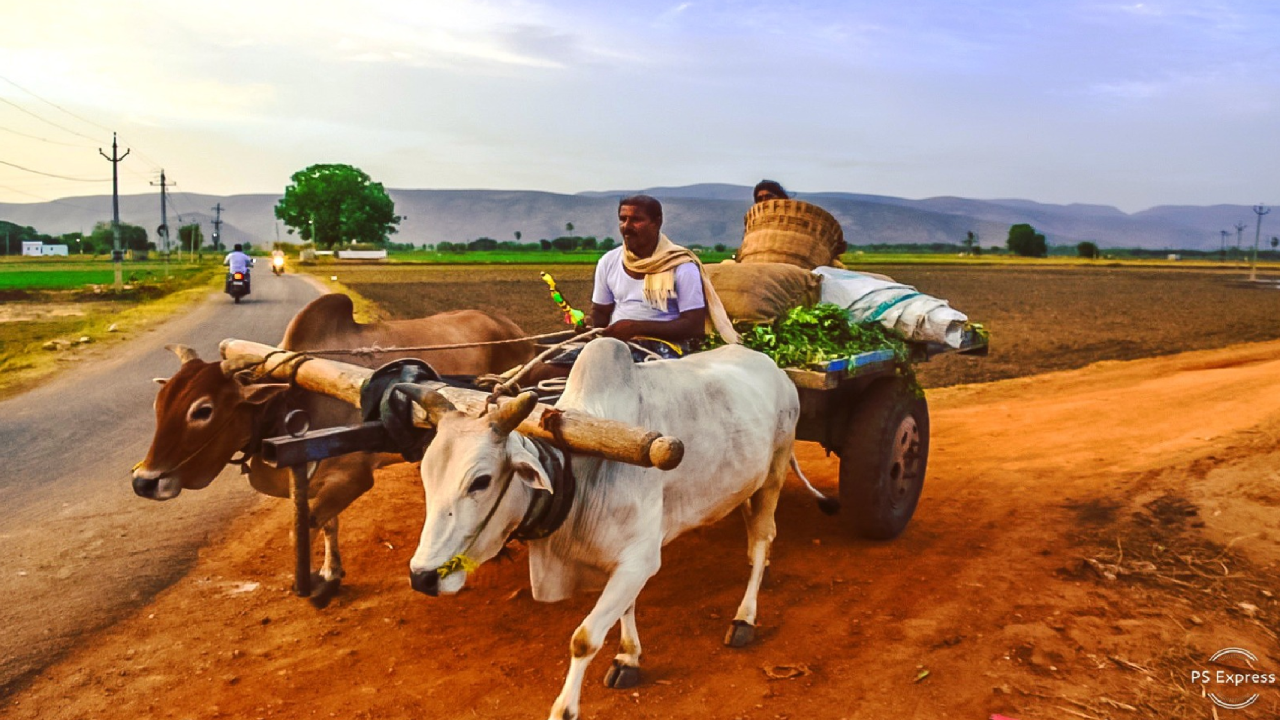The bullock cart remained buried in modernity, the biggest journey was done on the bullock cart itself