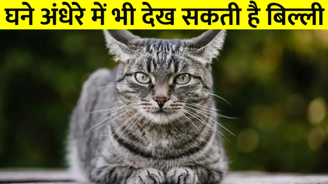 Cat is the best companion of man, their number is more than 500 million in the world