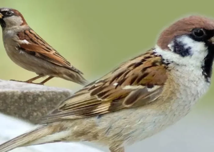 World Sparrow Day today, many campaigns for the protection of sparrows are being run in Rajasthan