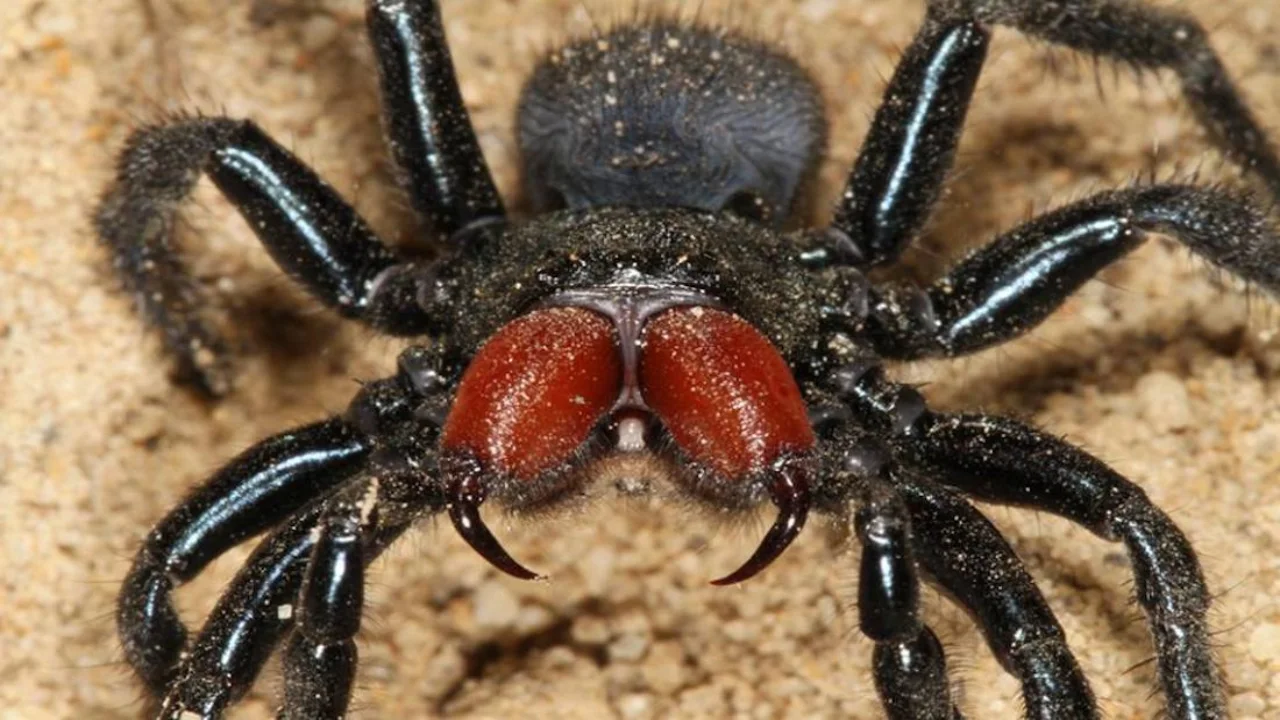 Scientists found new species of giant spider, trapdoor spider discovered in Australia