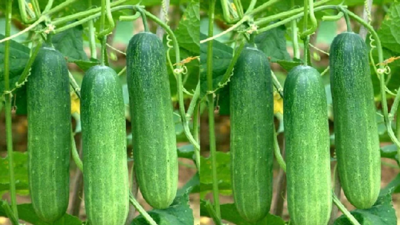 Cucumber is beneficial in diabetes and skin diseases, this crop is grown throughout the year