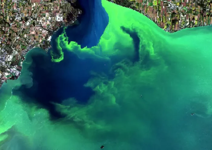 Chinese scientists claim, poisonous algae occupy the seas