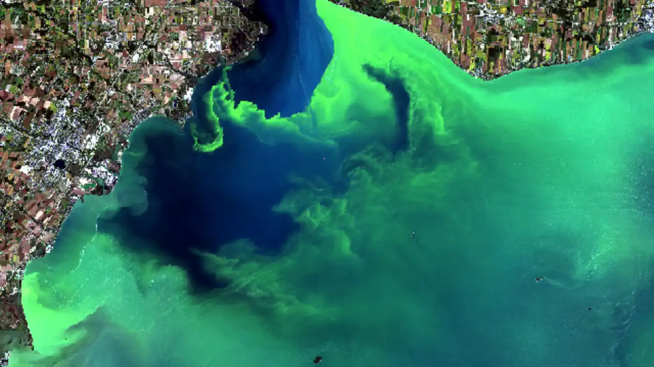 Chinese scientists claim, poisonous algae occupy the seas