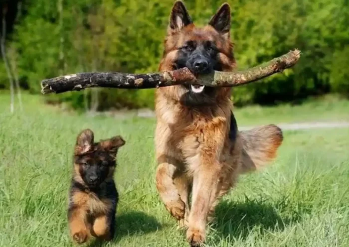The German Shepherd is the third most popular guard dog breed in the United States