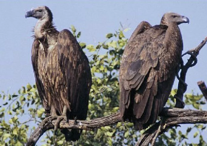 Vulture is the highest flying bird, know amazing facts about it