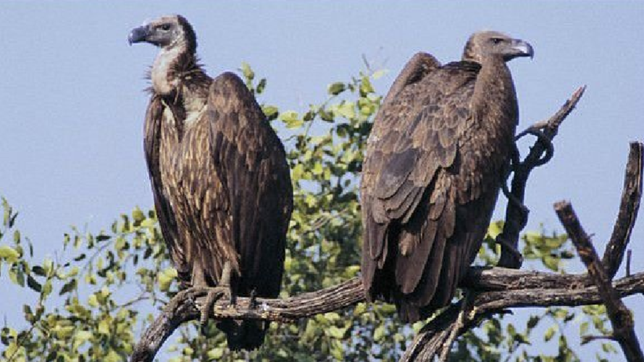 Vulture is the highest flying bird, know amazing facts about it
