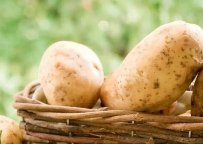 La Bonnette Potato | Sach Bedhadak