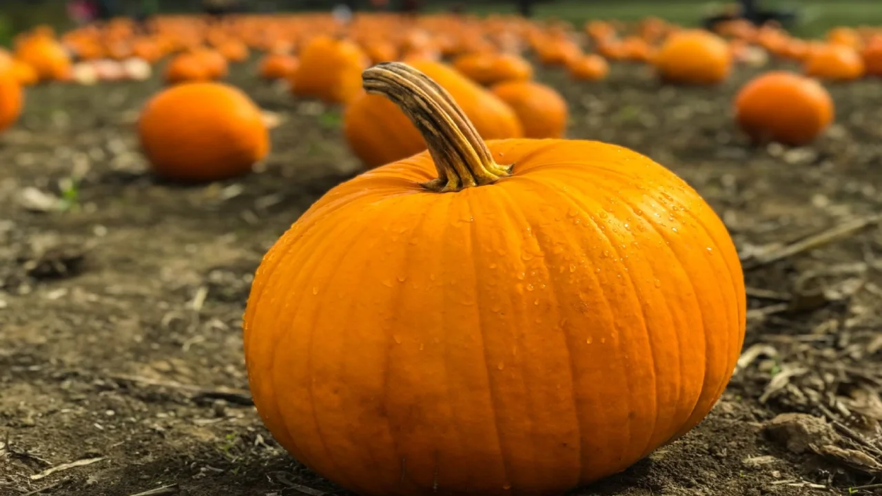 Pumpkin Day is celebrated every year in the name of Pumpkin.