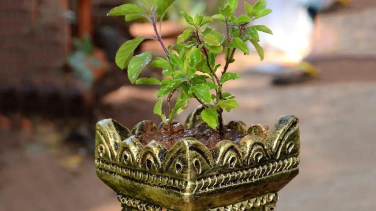 Know how beneficial Tulsi is, its leaves remain green only for 2 to 3 years.