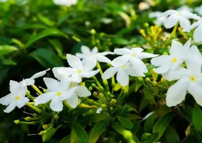 Know which country's national plant is jasmine