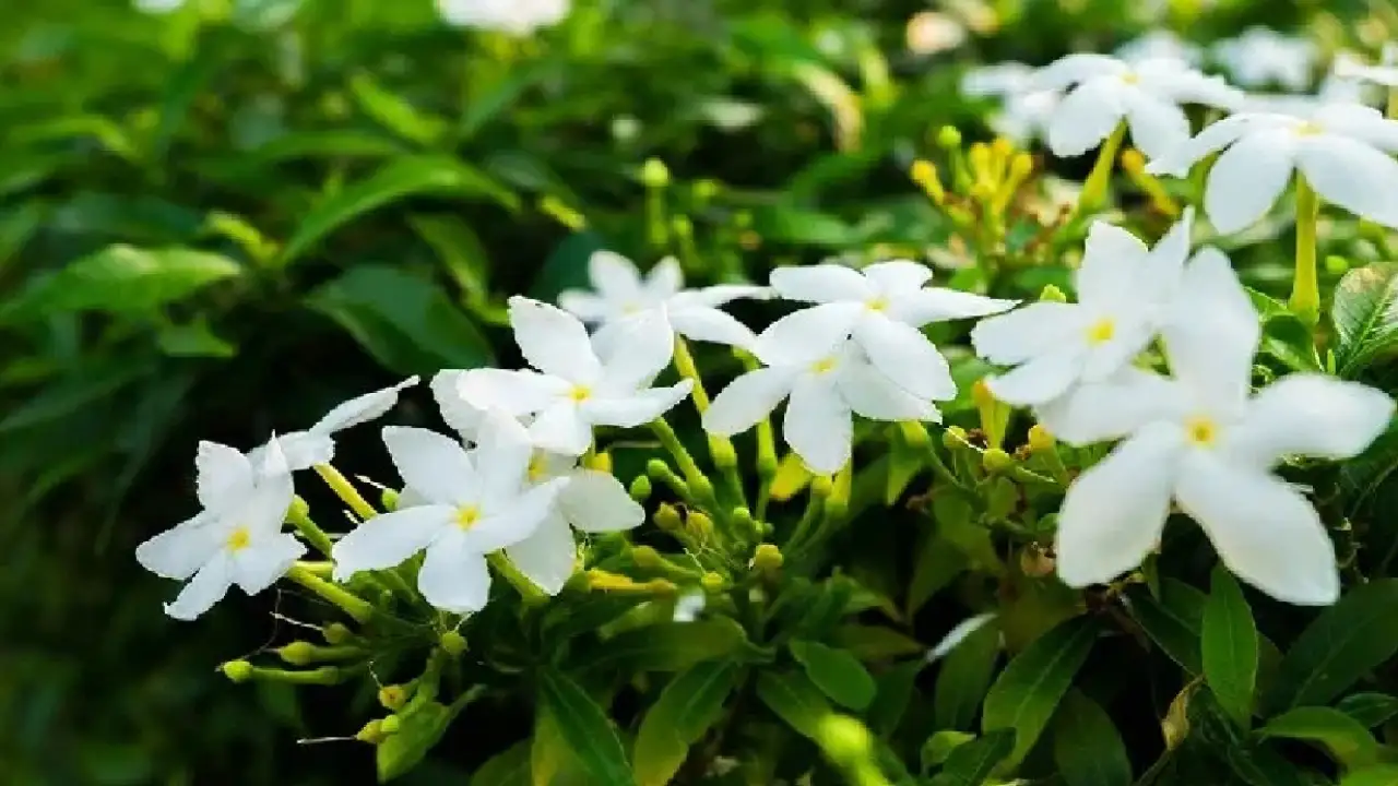 Know which country's national plant is jasmine