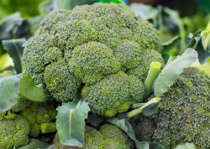 Broccoli originated in the 6th century, now this exotic vegetable is being grown in India too