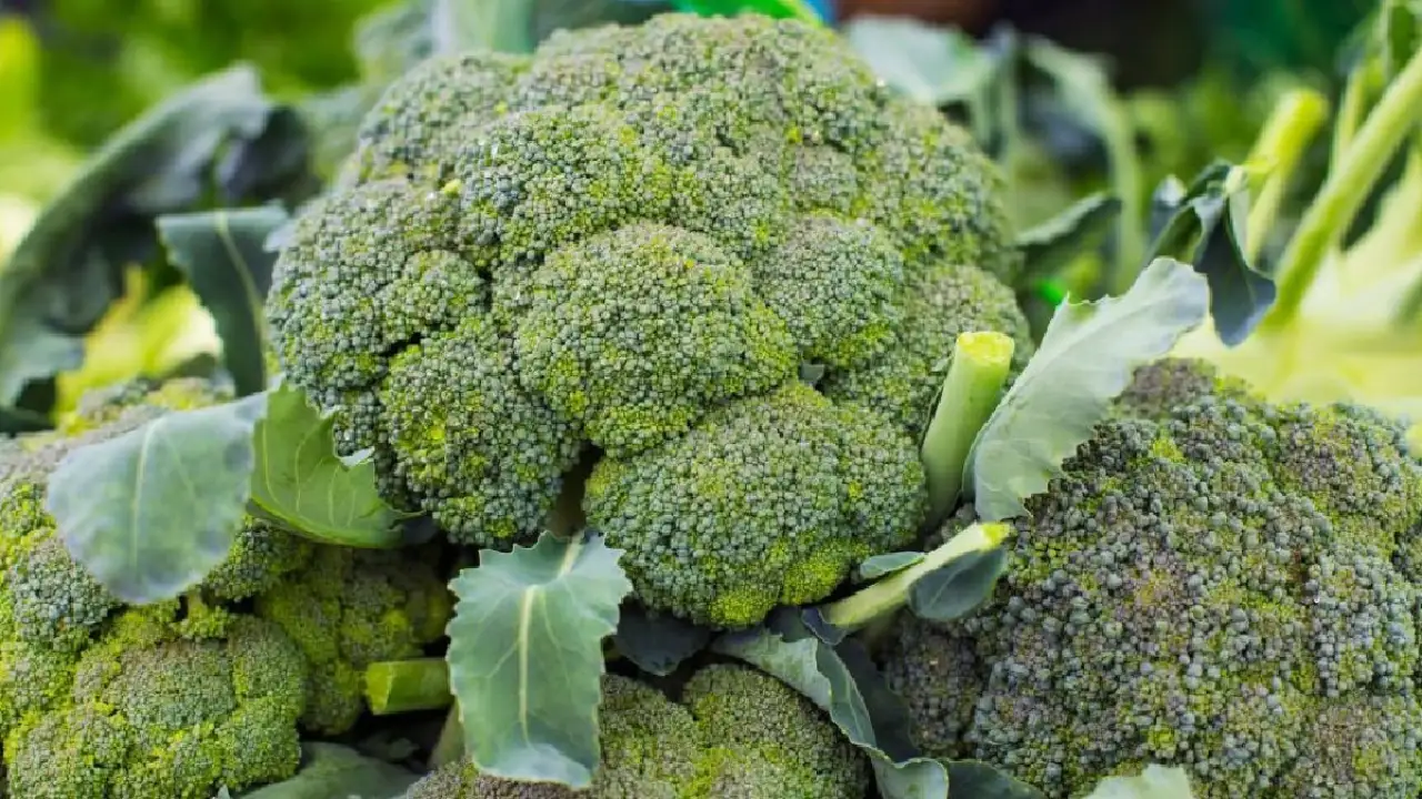 Broccoli originated in the 6th century, now this exotic vegetable is being grown in India too