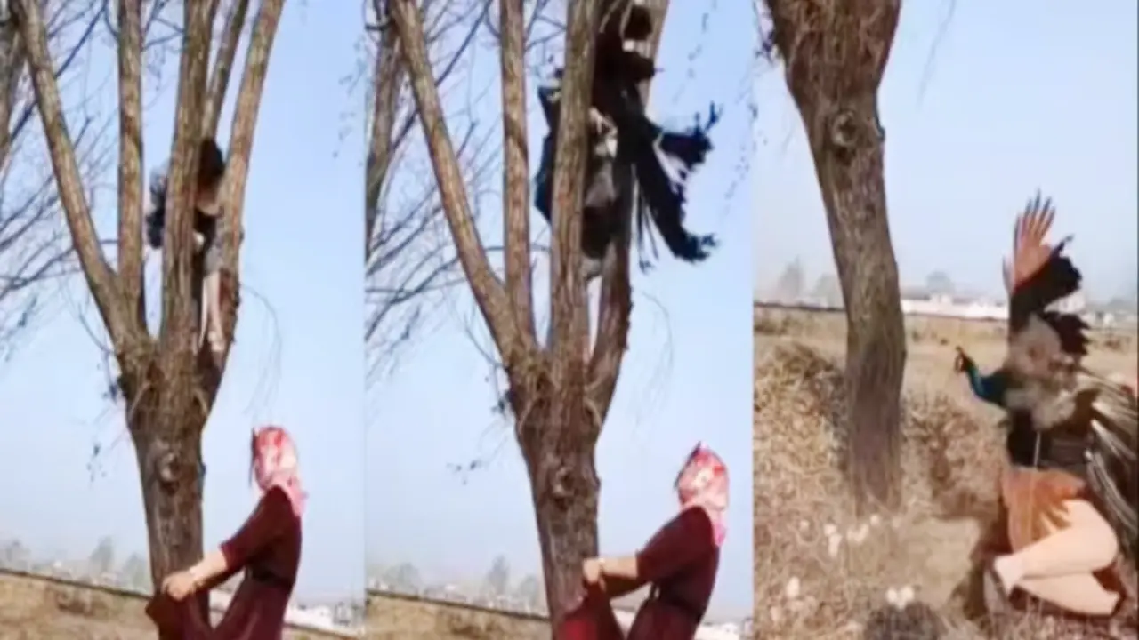 woman climbs tree steal peacock eggs | Sach Bedhadak