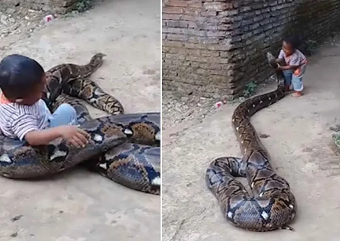 a kid is seen is filmed playing with a huge python snake | Sach Bedhadak