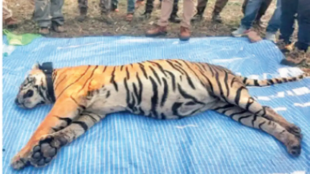 Tigress MT-4 died in Mukundra Hills Tiger Reserve