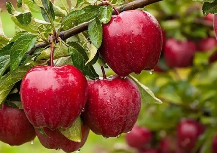 Alexander the great discovered the apple, this fruit is a gift from the gods