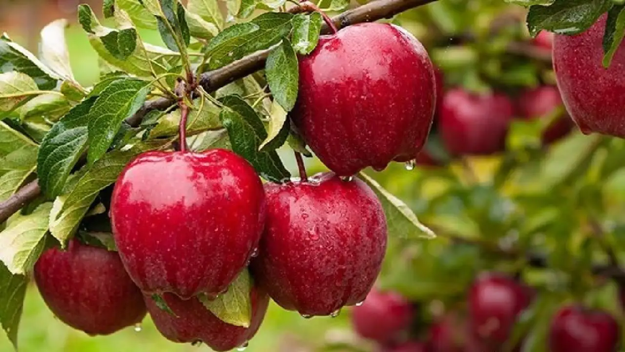 Alexander the great discovered the apple, this fruit is a gift from the gods