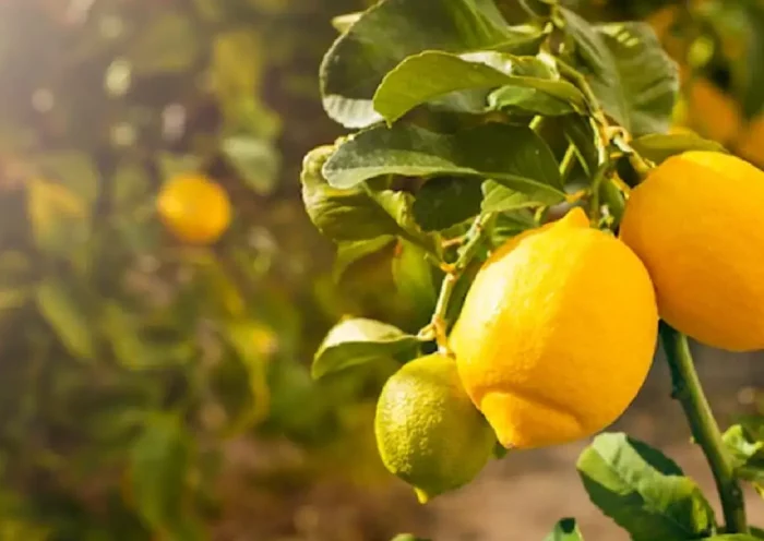 Lemon is mostly grown in India, this plant is found in tropical parts