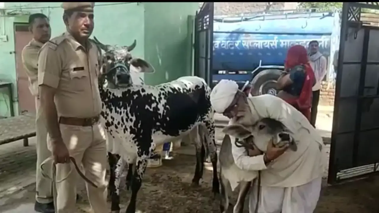 Cow's dna test was done in Sardarshahar of Churu and given to the owner