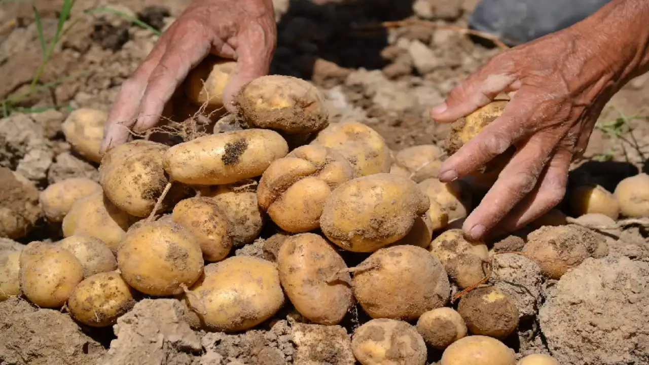 History of potato is 7000 years old, maximum yield is in China