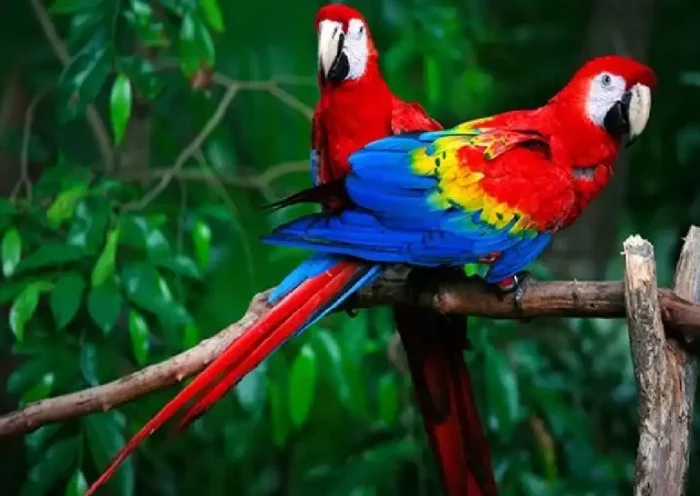 Parrot is not loyal even to its owner, 399 species are found all over the world