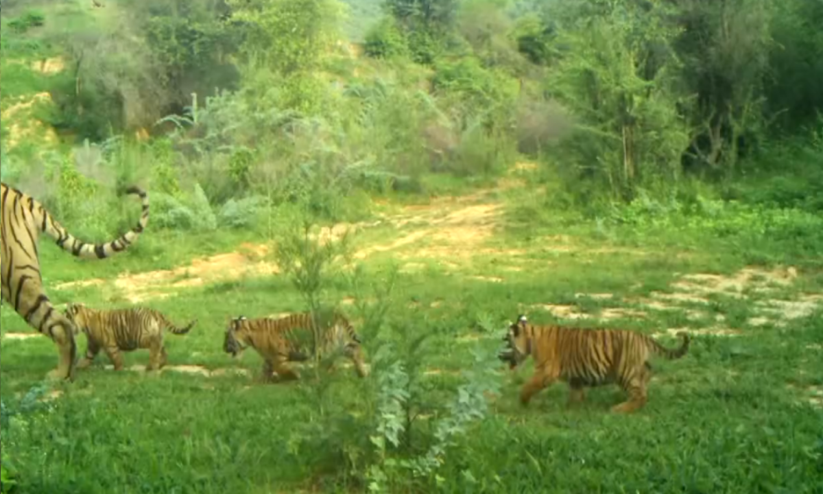Ramgarh Vishdhari Tiger Reserve