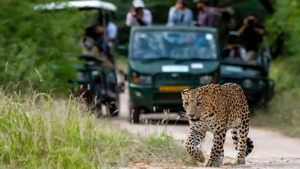leopard safari in Nahargarh