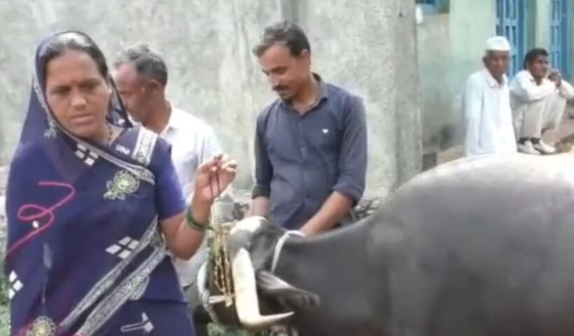 Buffalo Gulps Gold Mangalsutra | Sach Bedhadak