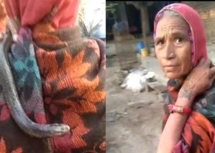 reincarnation elderly woman turns snake into her son in kota | Sach Bedhadak