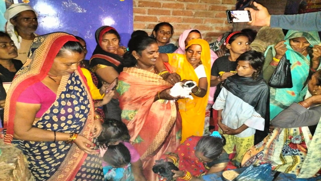bitch gave birth to nine puppies in hamirpur 1 | Sach Bedhadak