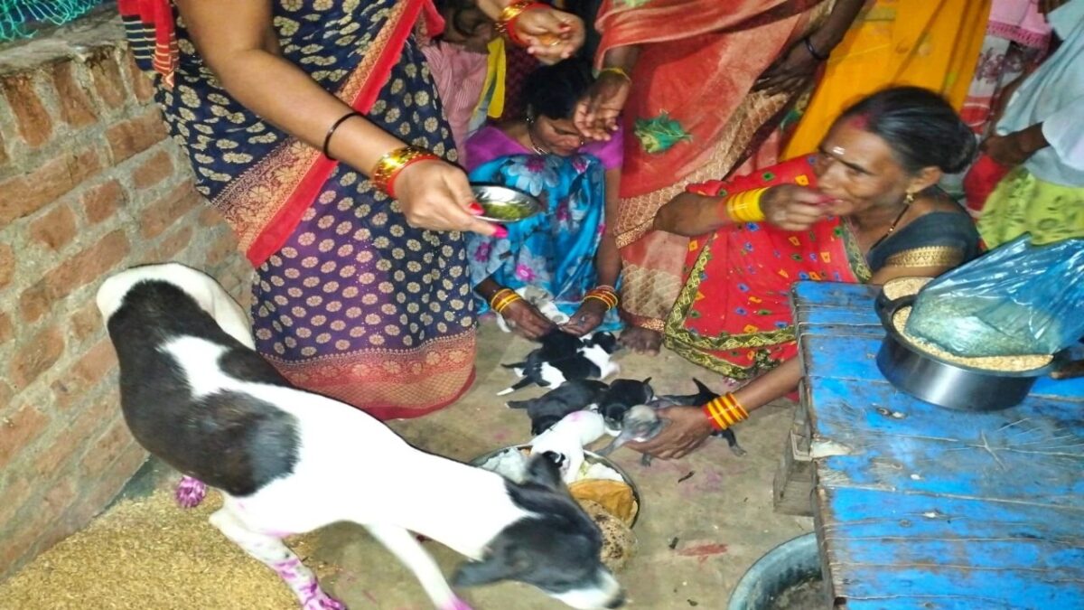 bitch gave birth to nine puppies in hamirpur 2 | Sach Bedhadak