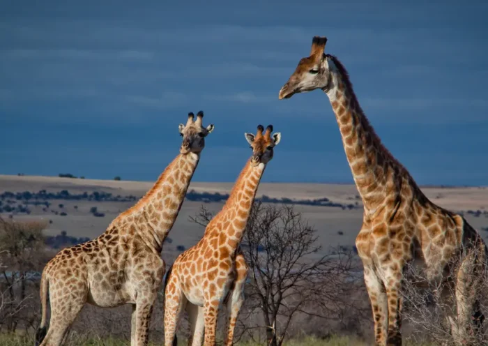 giraffes | Sach Bedhadak