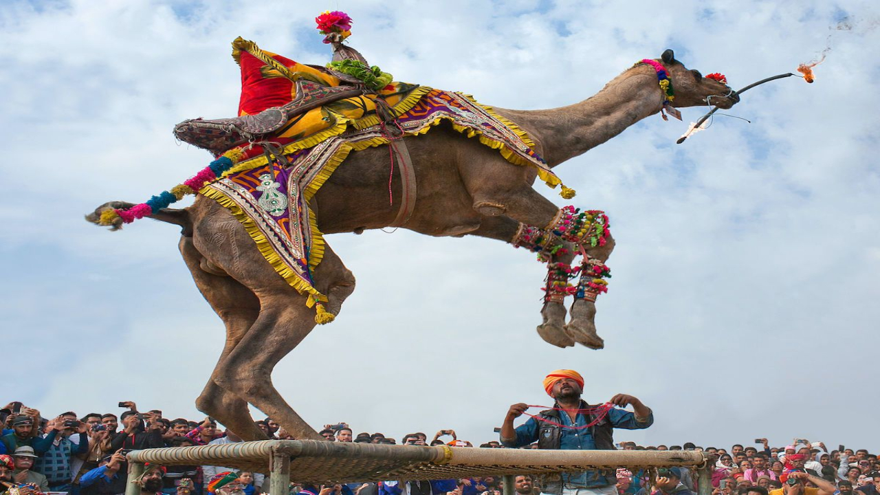  International Camel Festival 2024