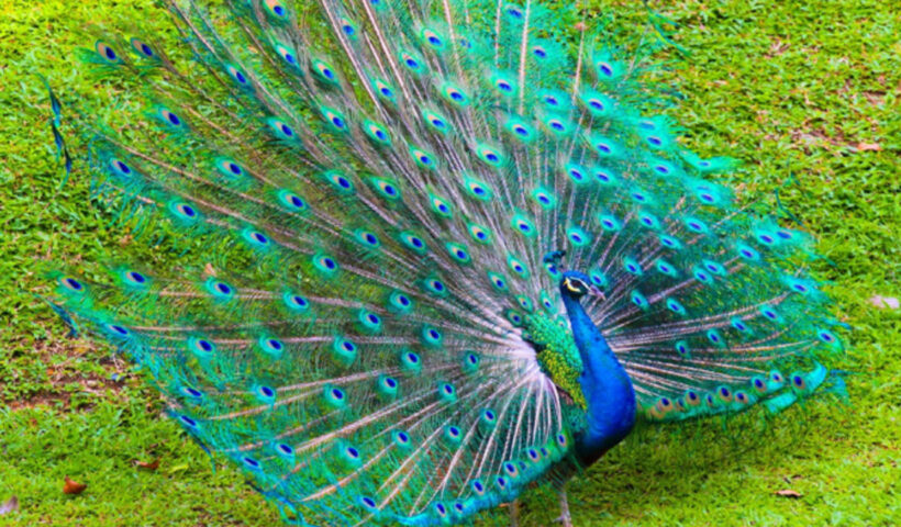 peacocks died in Bikaner