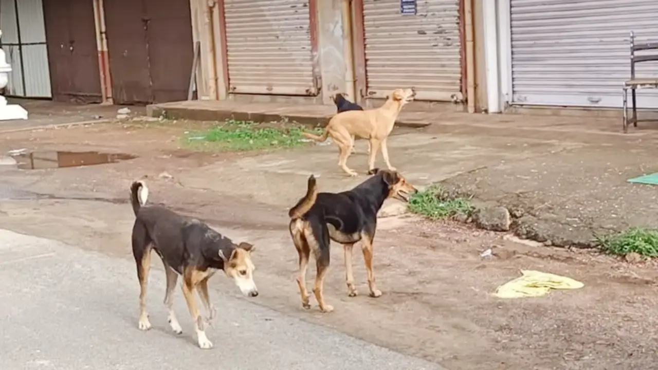 Street Dogs | Sach Bedhadak