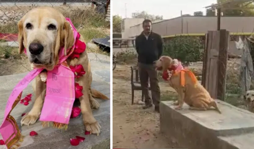 rajasthan police cid female dog mary transfer | Sach Bedhadak