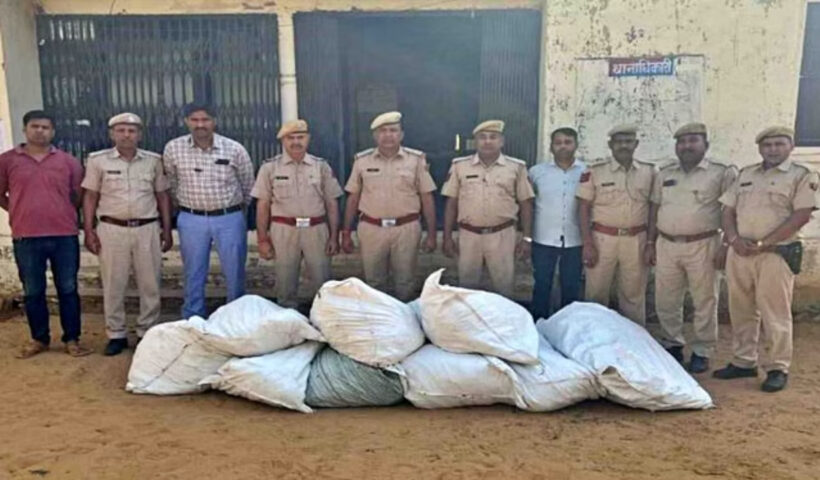 Dausa Police Took Action Against Cultivation Of Ganja Under The Cover Of Wheat Crop | Sach Bedhadak