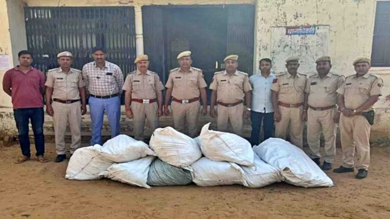 Dausa Police Took Action Against Cultivation Of Ganja Under The Cover Of Wheat Crop | Sach Bedhadak