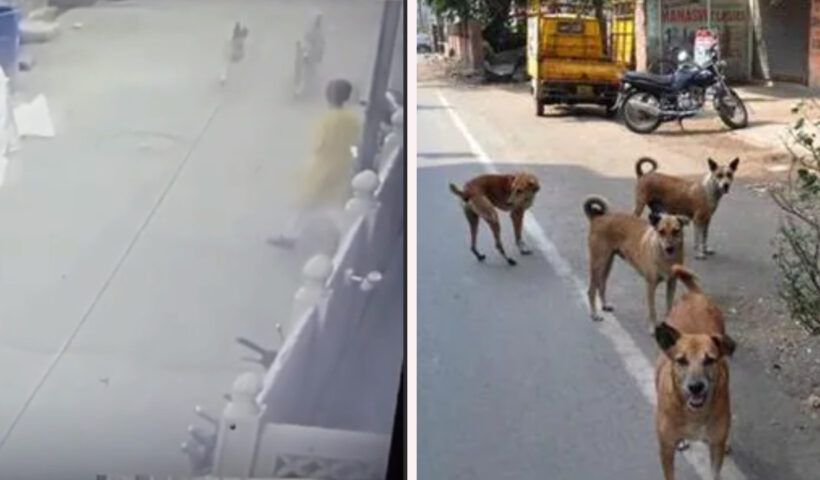 Girl Bitten By Dog In Jaipur | Sach Bedhadak