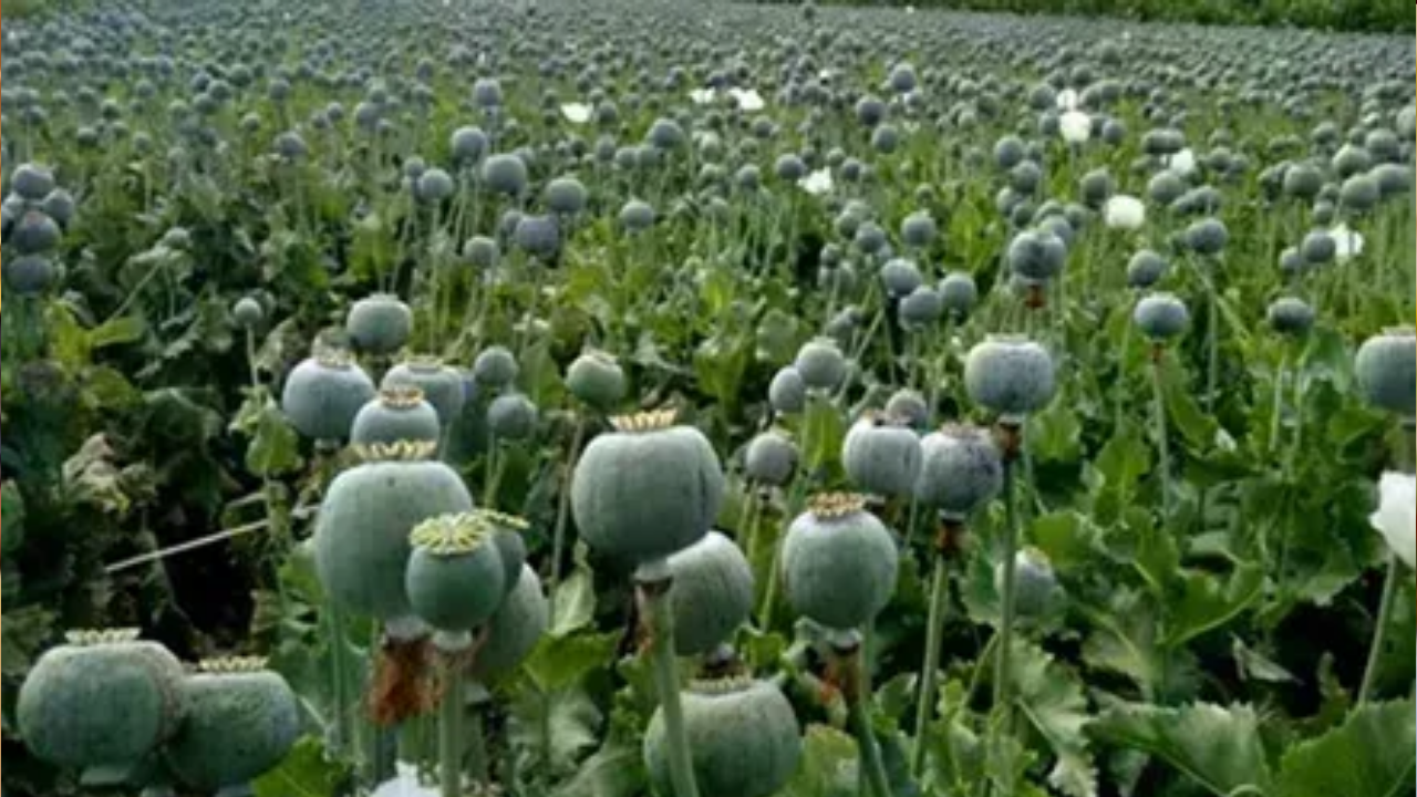 Chattisgarh: नदी किनारे 'हरे सोने' का बड़ा भंडाफोड़, बघेल का BJP पर सीधा  हमला